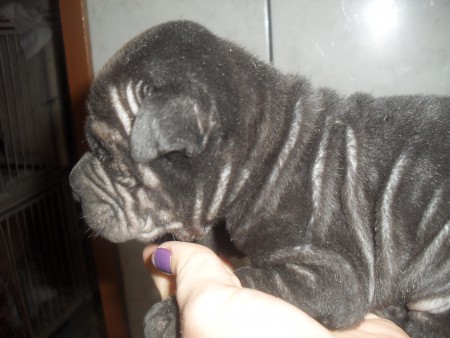 lindo filhote preto 