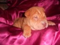 shar pei vermelho- VENDIDO-